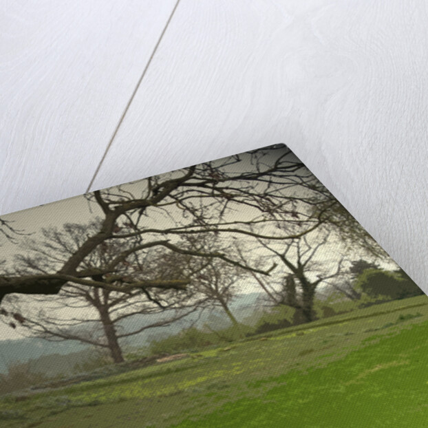 Remains of Duffield Castle by Sarah Smith