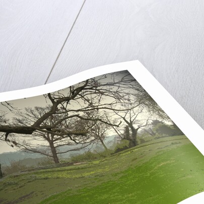 Remains of Duffield Castle by Sarah Smith