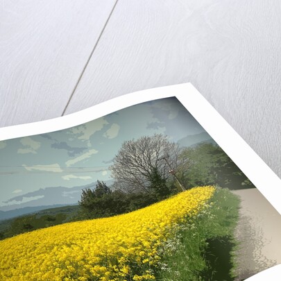 Field of Oil Seed by Padley Wood Lane by Sarah Smith