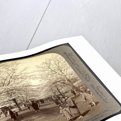 Cherry blossoms, the national flower of Japan, during cherry-bloom holiday week, Uyeno Park, Tokyo by Anonymous