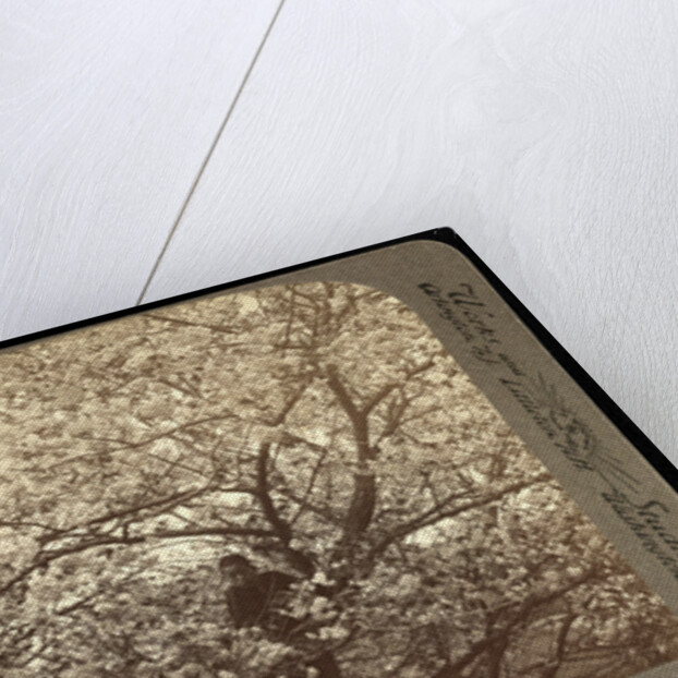 Cherry-bloom at Ishikawa Temple, Tokyo by Anonymous