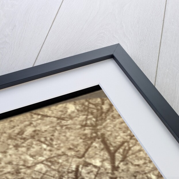 Cherry-bloom at Ishikawa Temple, Tokyo by Anonymous