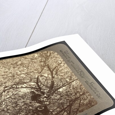 Cherry-bloom at Ishikawa Temple, Tokyo by Anonymous