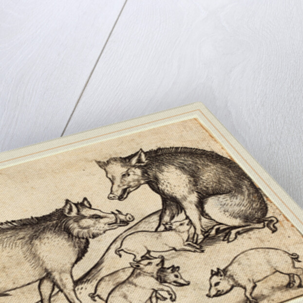 Family of Pigs by Martin Schongauer