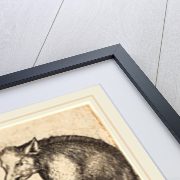 Family of Pigs by Martin Schongauer