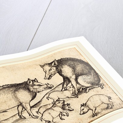 Family of Pigs by Martin Schongauer