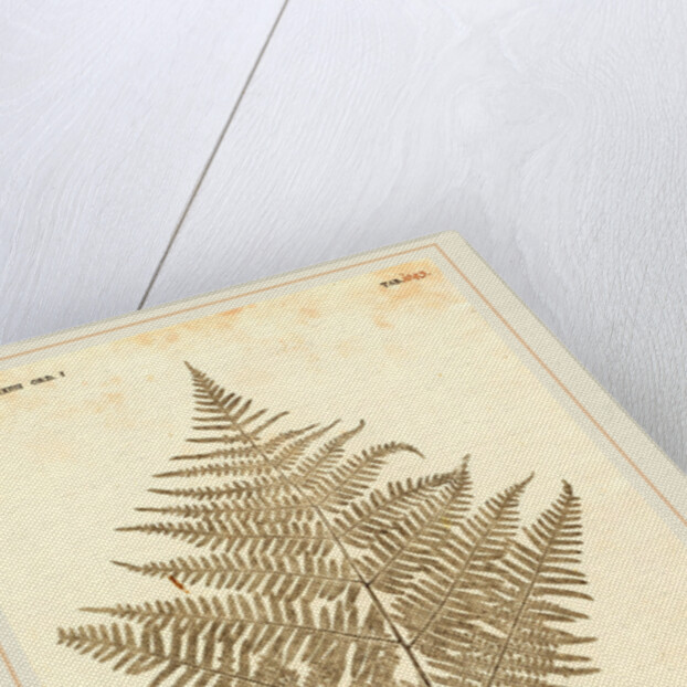 Pteris Aquilina by Johann Hieronymus Kniphof