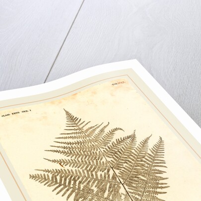 Pteris Aquilina by Johann Hieronymus Kniphof