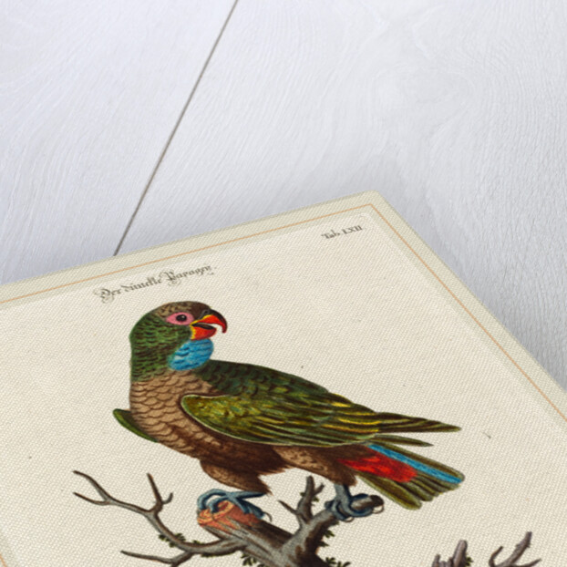 Parrot by Johann Sebastian Leitner