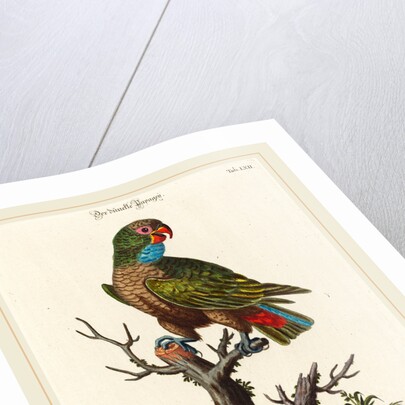Parrot by Johann Sebastian Leitner