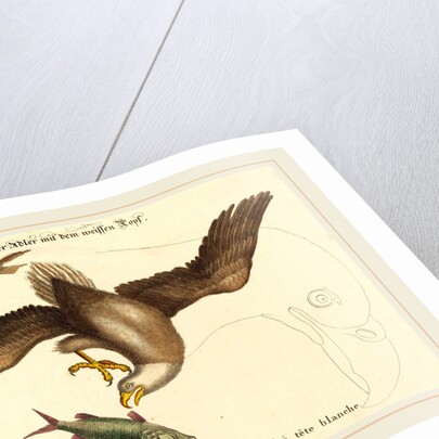 The Bald Eagle, probably 1743-1762 by Johann Michael Seligmann