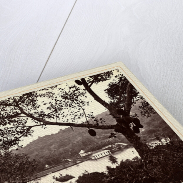 A Peep from Upper Lake Road showing Temple and Island with Park, fruit tree in foreground, c.1865 by Samuel Bourne