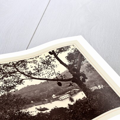 A Peep from Upper Lake Road showing Temple and Island with Park, fruit tree in foreground, c.1865 by Samuel Bourne