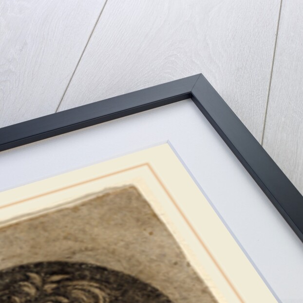 Head of a Roman Emperor by Circle of Francesco Francia