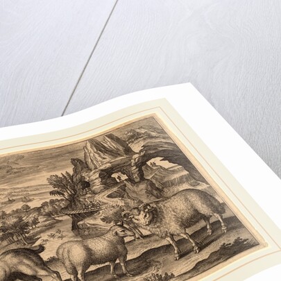 Animalium Quadrupedum by Adriaen Collaert