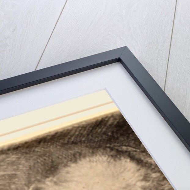 Sleeping Puppy, c. 1640 by Rembrandt van Rijn