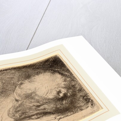 Sleeping Puppy, c. 1640 by Rembrandt van Rijn