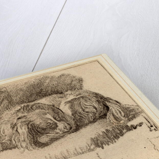 Lying Dog, 1777 by Cornelis Ploos van Amstel and Cornelis Brouwer