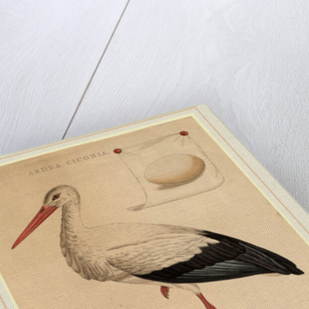 The White Stork by Jan Christiaan Sepp