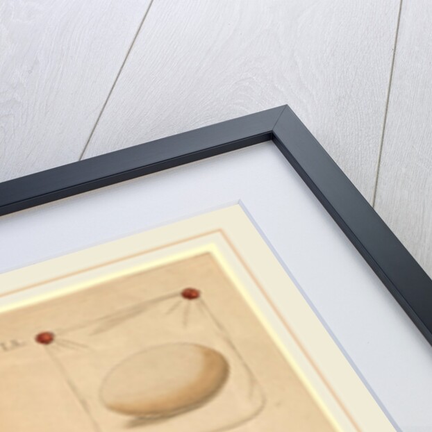 The White Stork by Jan Christiaan Sepp