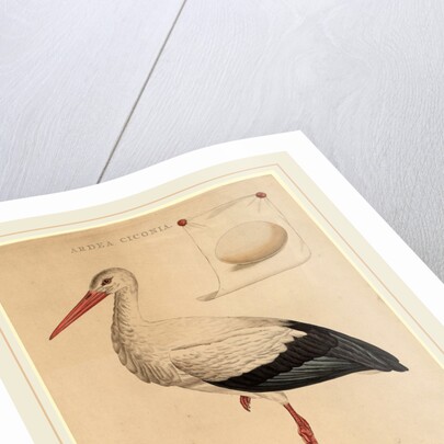 The White Stork by Jan Christiaan Sepp