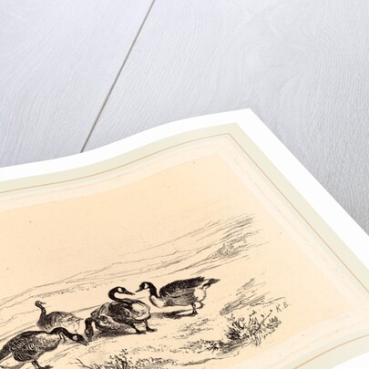 Oies bernacles, Swiss by Karl Bodmer