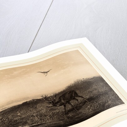 Le Soir. Cerf et Herons, Swiss by Karl Bodmer
