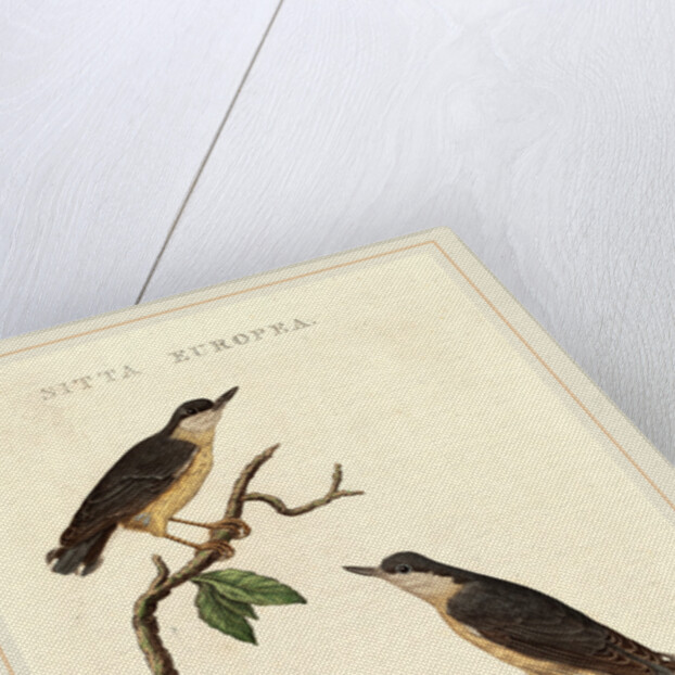 Sitta europea by Anonymous