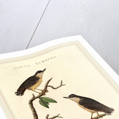 Sitta europea by Anonymous