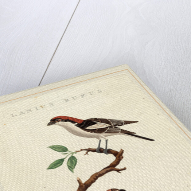 Lanius rufus by Anonymous