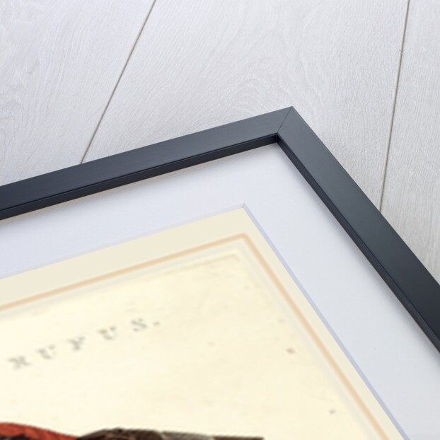 Lanius rufus by Anonymous