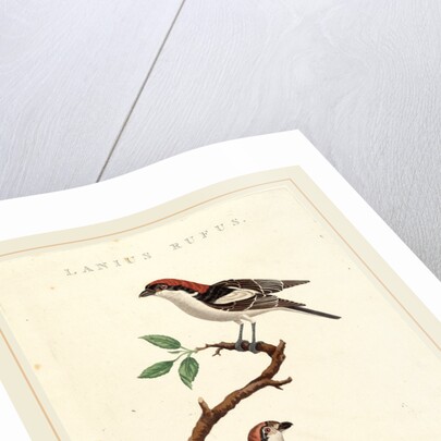 Lanius rufus by Anonymous