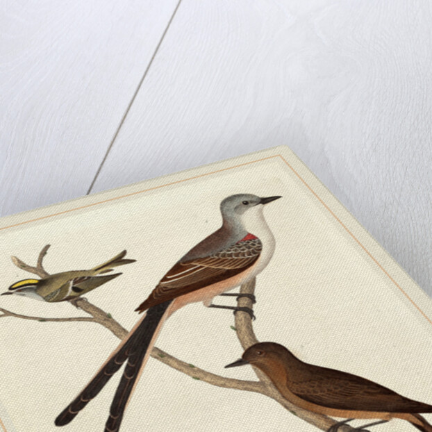 Swallow-tailed Flycatcher, Arkansas Flycatcher, Say's Flycatcher, and Female Golden-crested Wren by Alexander Lawson