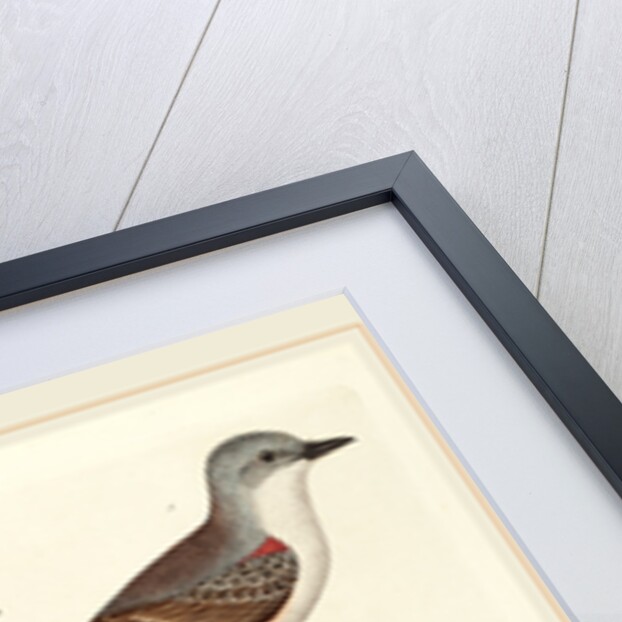 Swallow-tailed Flycatcher, Arkansas Flycatcher, Say's Flycatcher, and Female Golden-crested Wren by Alexander Lawson