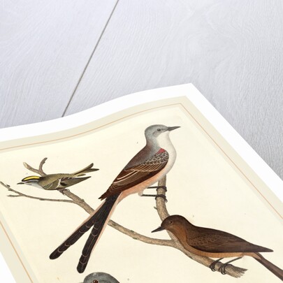 Swallow-tailed Flycatcher, Arkansas Flycatcher, Say's Flycatcher, and Female Golden-crested Wren by Alexander Lawson