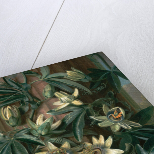 Blue Passion Flower, for the 'Temple of Flora' by Robert Thornton by Philip Reinagle