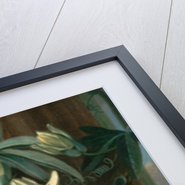 Blue Passion Flower, for the 'Temple of Flora' by Robert Thornton by Philip Reinagle