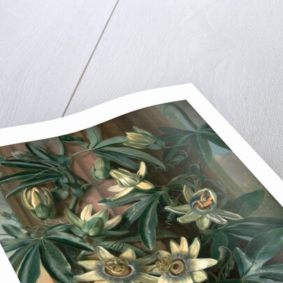 Blue Passion Flower, for the 'Temple of Flora' by Robert Thornton by Philip Reinagle