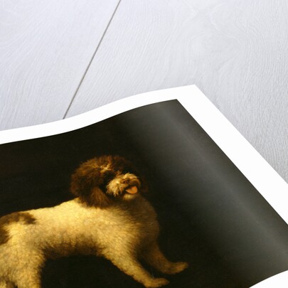 Water Spaniel by George Stubbs