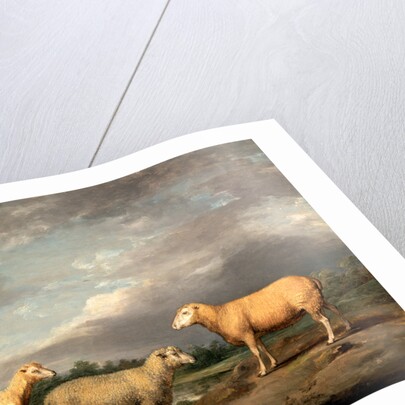 Ryelands Sheep, the King's Ram, the King's Ewe and Lord Somerville's Wether by James Ward