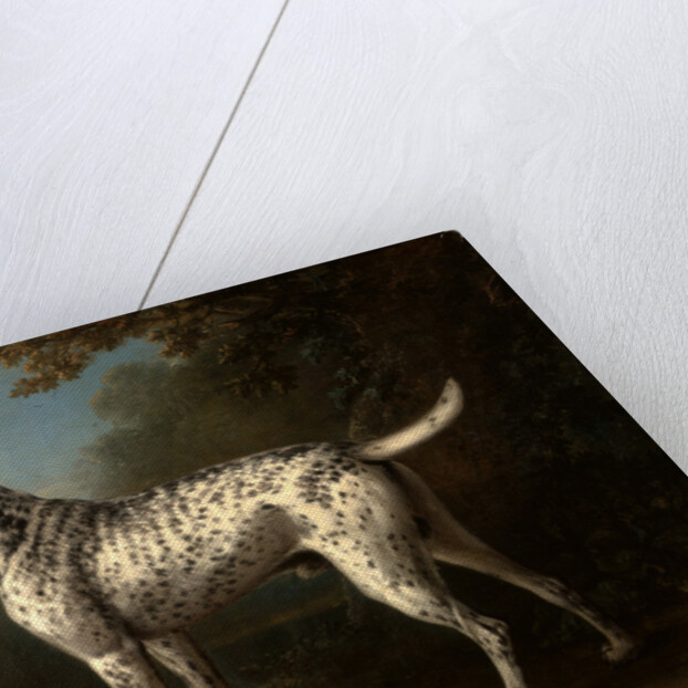 A Grey Spotted Hound by John Wootton