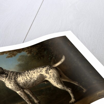 A Grey Spotted Hound by John Wootton