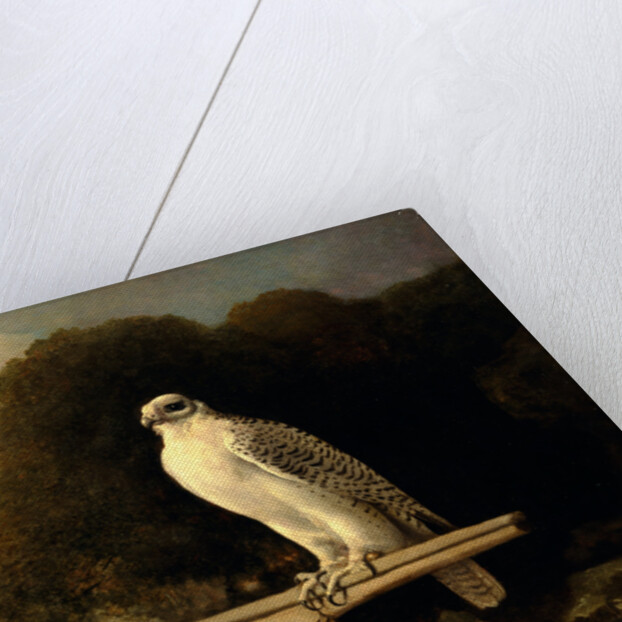 Greenland Falcon Gyr Falcon by George Stubbs