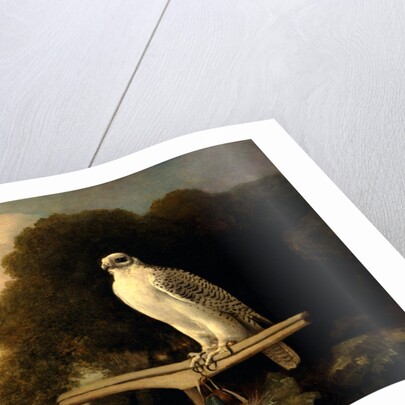 Greenland Falcon Gyr Falcon by George Stubbs