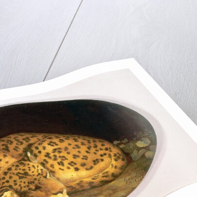 Sleeping Leopard by George Stubbs