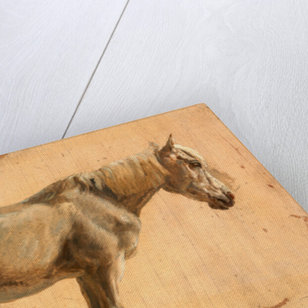 Study of a Grey Horse by Jacques-Laurent Agasse