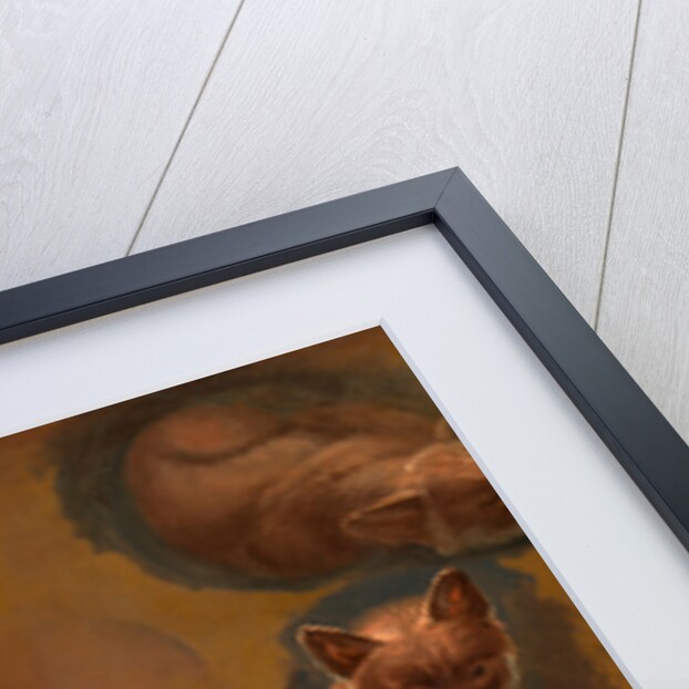 Studies of a Fox, a Barn Owl, a Peahen, and the Head of a Young Man Studies of a Fox, a Barn Owl, a Peahen and a Young Man's Head by Jacques-Laurent Agasse
