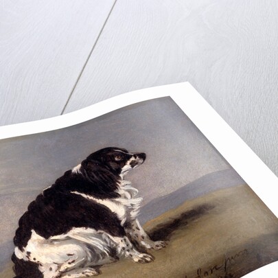 The Duchess of York's Spaniel by Henry Bernard Chalon