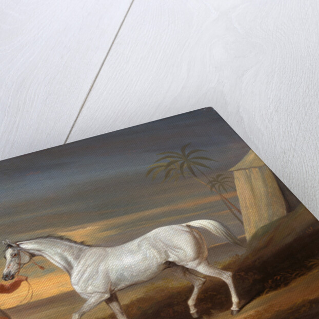 Signal, a Grey Arab, with a Groom in the Desert by David Dalby of York