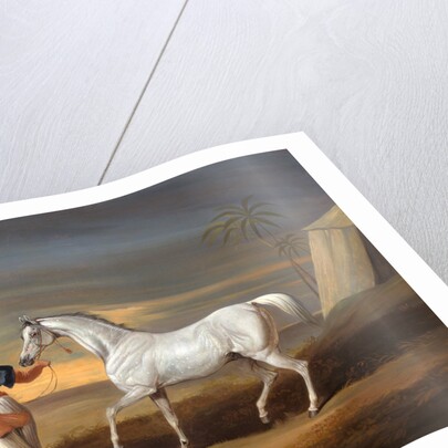 Signal, a Grey Arab, with a Groom in the Desert by David Dalby of York